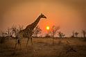 128 Zuid-Afrika, Sabi Sand Game Reserve